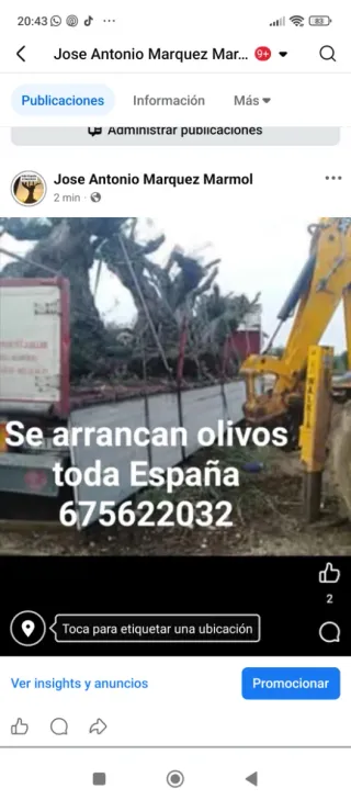 Servicio de arranque de olivos y más