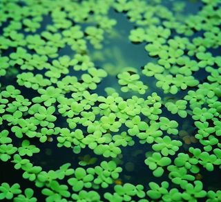 Lemna minor (Lenteja de agua)