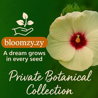 Gazania Collezione - Arcobaleno Mediterraneo