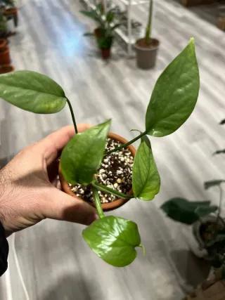 Planta Potos 'Blue' en maceta