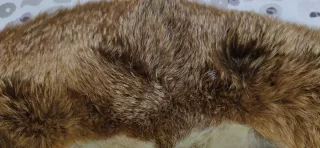 Cuello de piel para abrigo, chaqueton o chaqueta