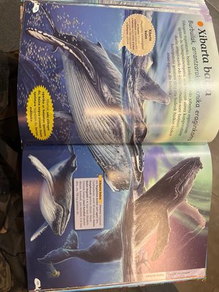 Itsas animalien entziklopedia