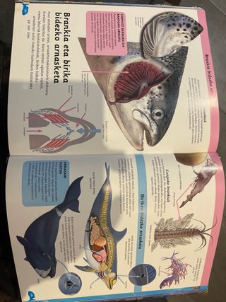 Itsas animalien entziklopedia