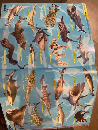 Itsas animalien entziklopedia