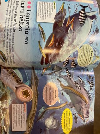 Itsas animalien entziklopedia