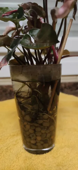 Syngonium Strawberry