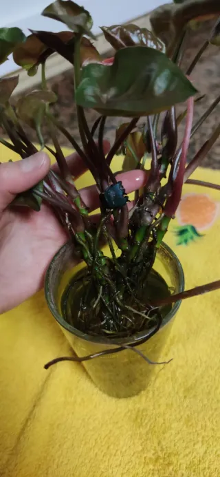 Syngonium Strawberry