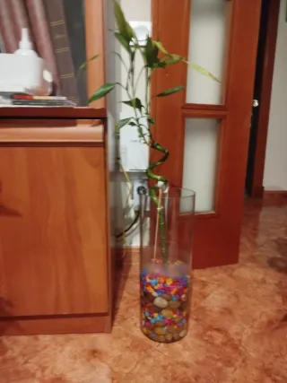 Planta de bambú en jarrón de cristal
