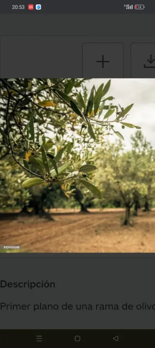 Campo de Oliveras y Almendros