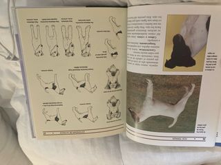 Fox Terrier (Excellence) (Spanish Edition)