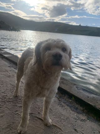 PASEO Y CUIDADO DE PERROS Y GATOS