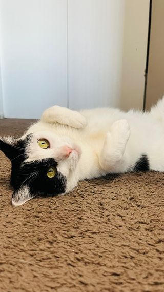 PASEO Y CUIDADO DE PERROS Y GATOS