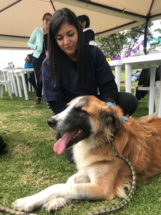 PASEO Y CUIDADO DE PERROS Y GATOS