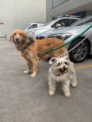 PASEO Y CUIDADO DE PERROS Y GATOS