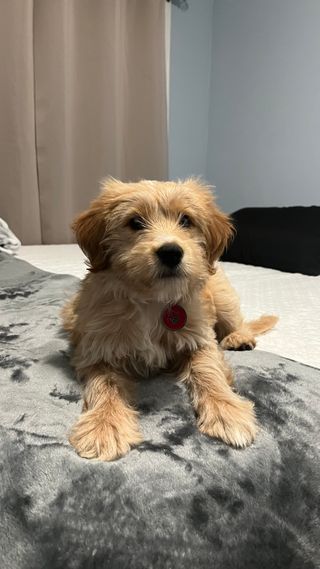 PASEO Y CUIDADO DE PERROS Y GATOS