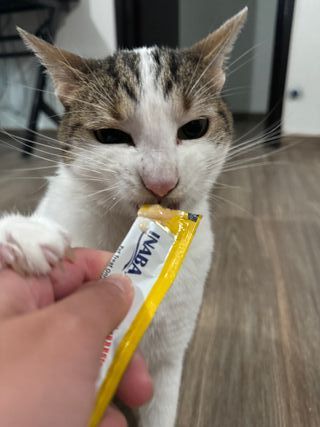 PASEO Y CUIDADO DE PERROS Y GATOS