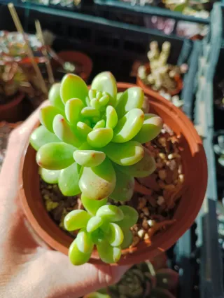 Sedum Caviar Planta Suculenta