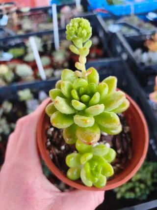 Sedum Caviar Planta Suculenta