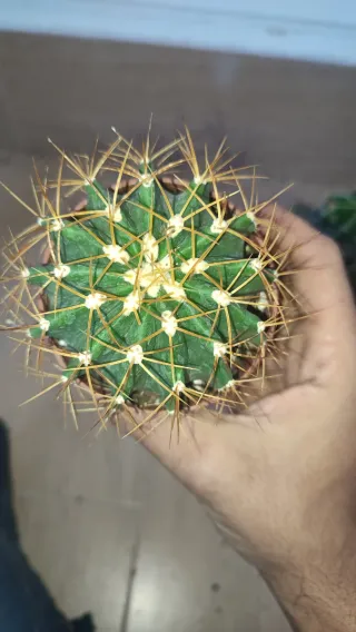 Ferocactus Glaucescens M7