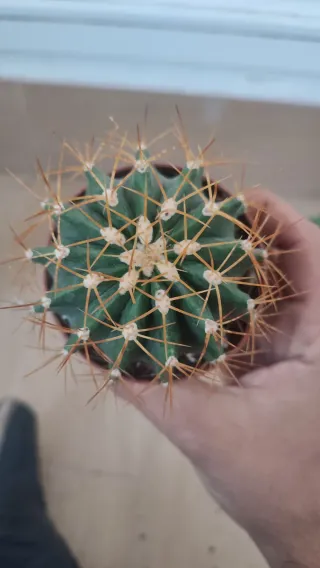 Ferocactus Glaucescens M7
