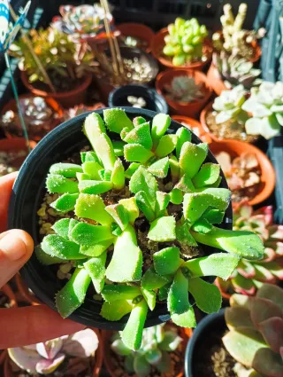 Planta Suculenta Verde