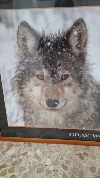 Cuadro Lobo Gris Vintage 1994