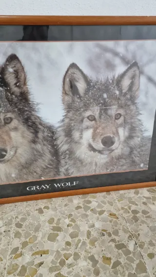 Cuadro Lobo Gris Vintage 1994