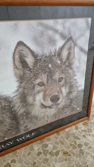 Cuadro Lobo Gris Vintage 1994
