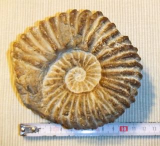 Ammonite, amonite Marruecos 12x11cm Fósil