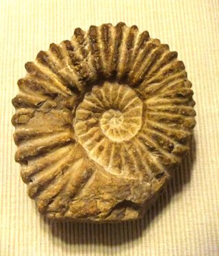 Ammonite, amonite Marruecos 12x11cm Fósil
