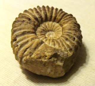 Ammonite, amonite Marruecos 12x11cm Fósil