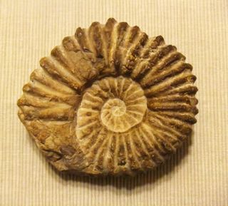 Ammonite, amonite Marruecos 12x11cm Fósil
