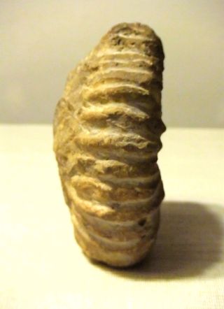Ammonite, amonite Marruecos 12x11cm Fósil