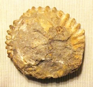 Ammonite, amonite Marruecos 12x11cm Fósil