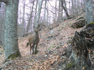 Cámara de caza Coolife