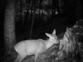 Cámara de caza Coolife