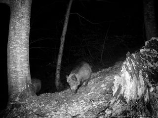 Cámara de caza Coolife