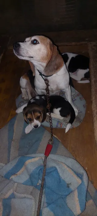 Transportín perro pequeño