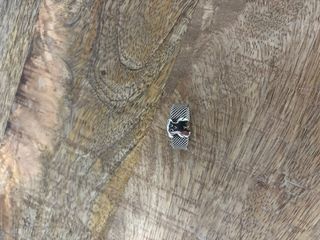 Anillo Tous Oso Plata ¡talla 10!