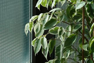 Objetivo Leica C-Elmar 90mm f/4