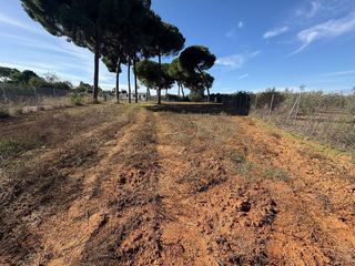 Terreno en venta en Almensilla