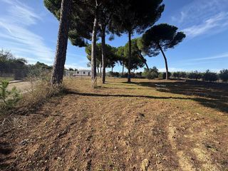 Terreno en venta en Almensilla