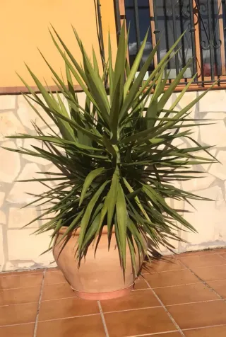 Yucca Elephantipes en maceta terracota