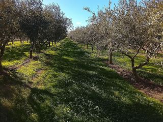 Terreno en venta en Móra d´Ebre