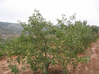 Solar en venta en Móra d´Ebre