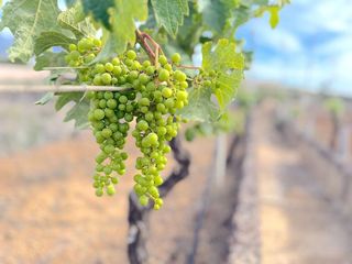 Terreno en venta en Güímar