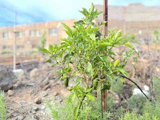 Terreno en venta en Güímar