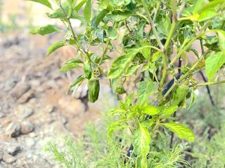 Terreno en venta en Güímar