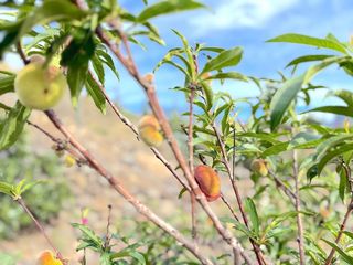 Terreno en venta en Güímar