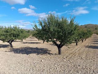 Terreno en venta en Yecla